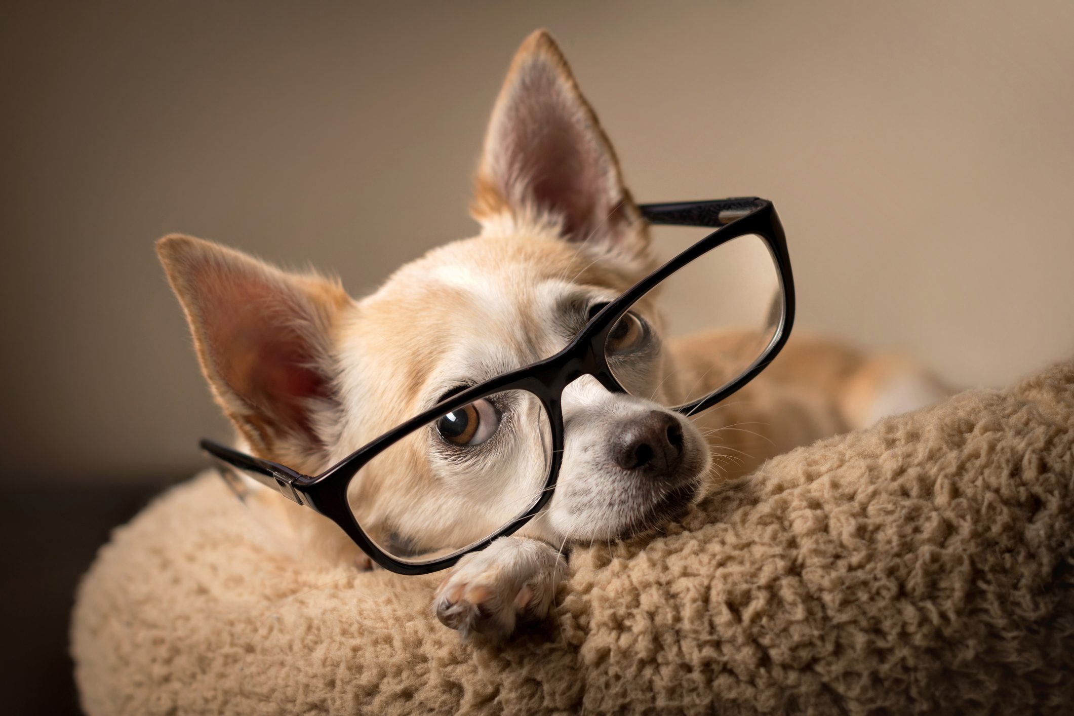 What Do Dogs Think About?