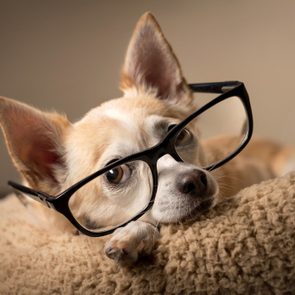 Dog wearing glasses rests on a cozy, fluffy bed, creating a humorous and relaxed indoor scene.