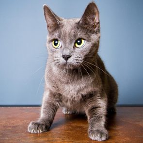 Gray cat standing alert on a brown surface, against a plain blue background.