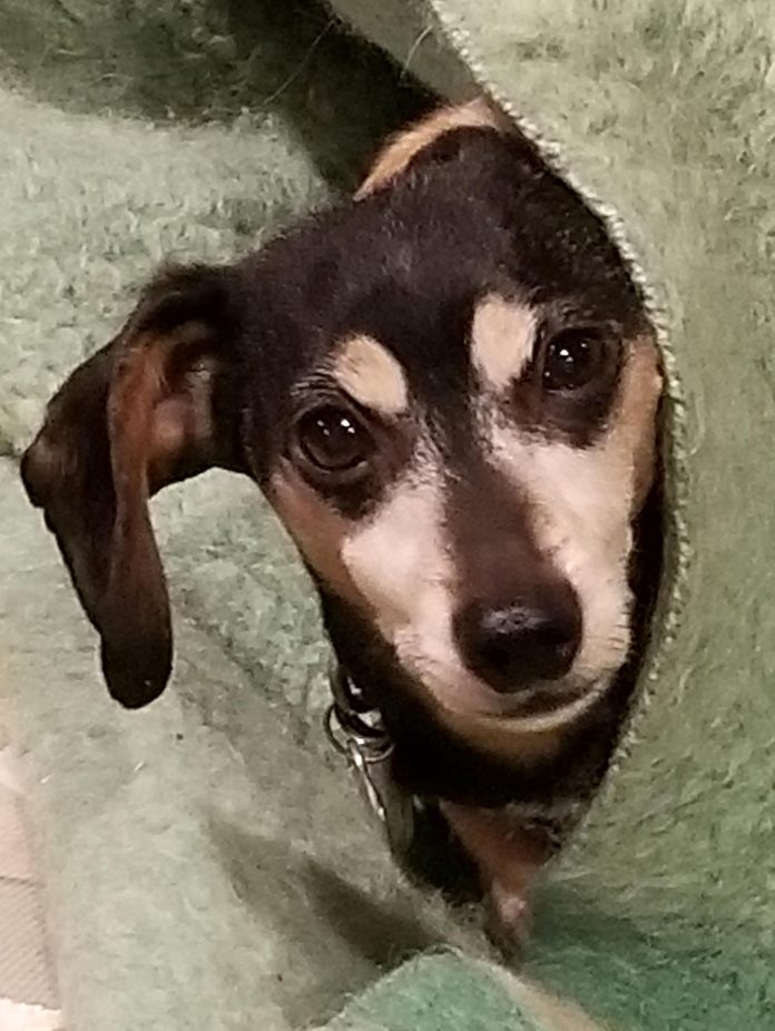 small dog peeking out from between the blankets