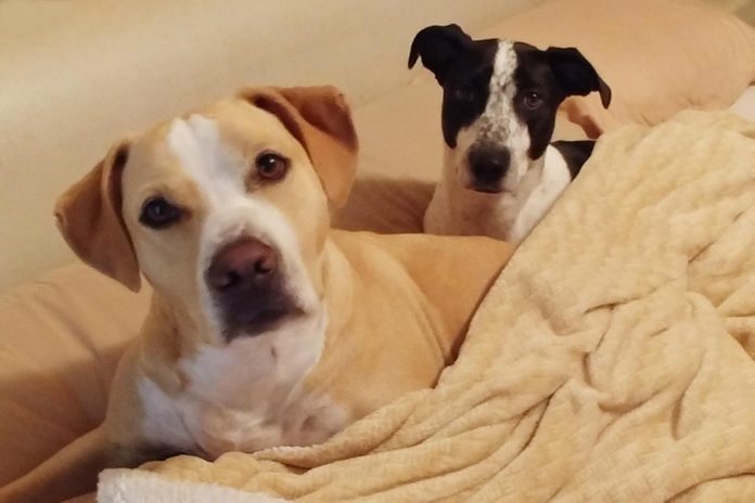 two dogs looking directly at the camera