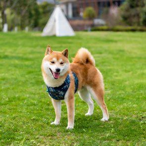 A Shiba Inu dog stands playfully in a green park, wearing a blue harness, with a white tent visible in the background.