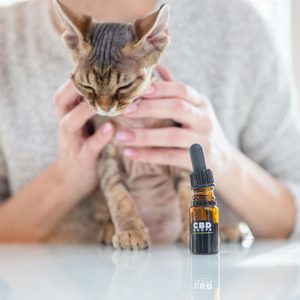 CBD drops bottle sits on table; person holds a small, relaxed cat. Bright indoor setting with natural light.