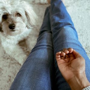 A small dog looks at a person holding treats, while the person sits cross-legged on a carpeted floor.