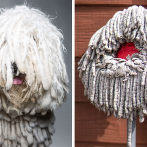 A mop-like dog with long, thick fur stands indoors. A mop head hangs outside against a wooden wall.
