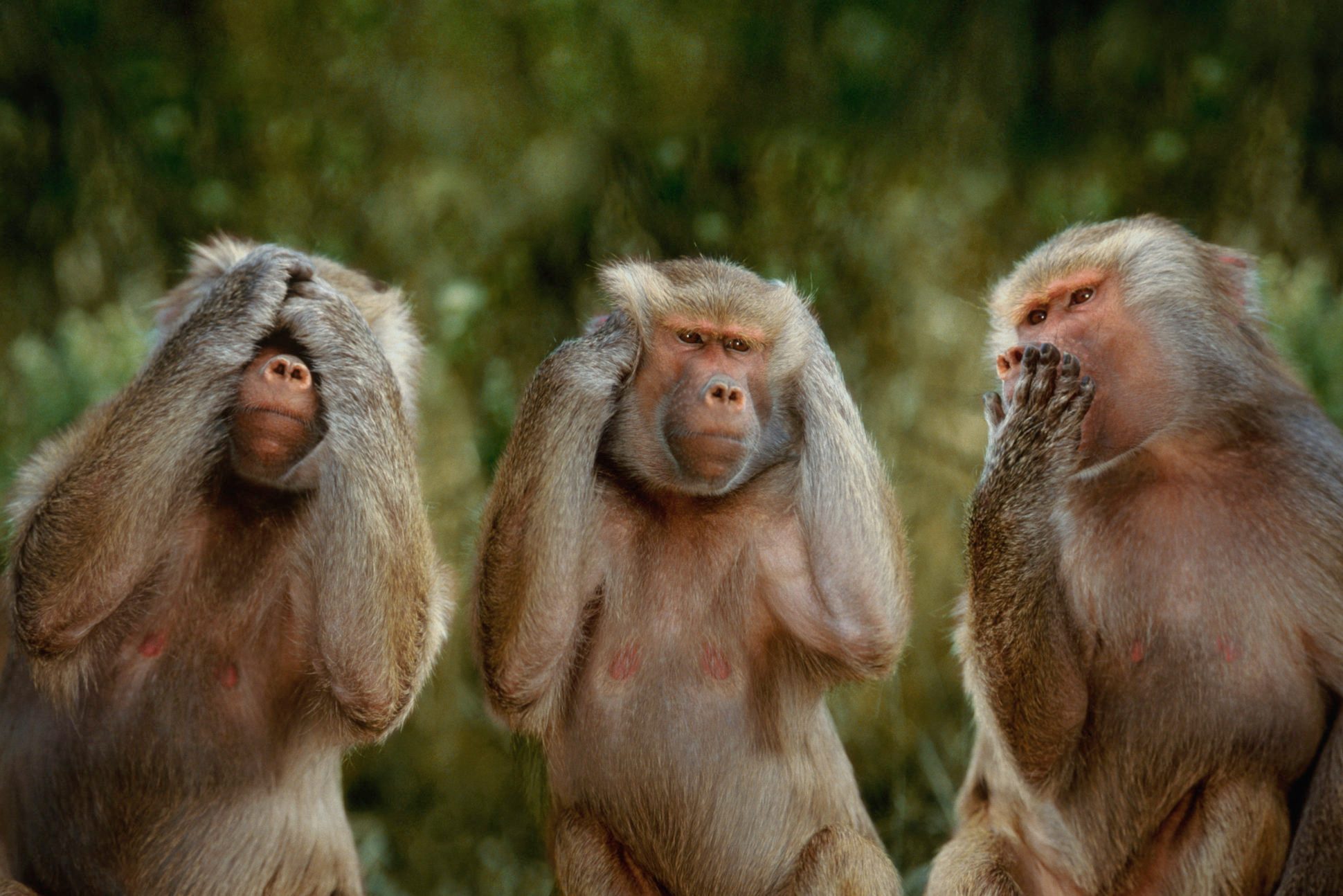 Hamadryas Baboons