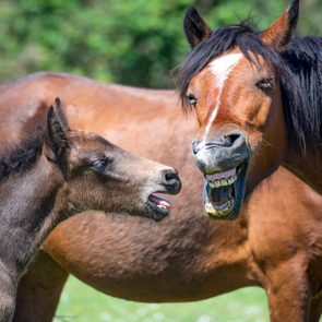 Horse and foal appear to 