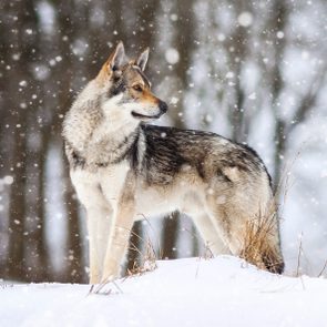 Wolf standing on snowy ground, looking sideways amidst falling snowflakes; blurred forest background.