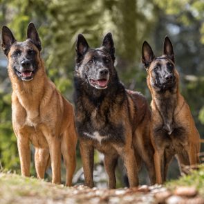 Three Belgian Malinois stand alertly on a forest trail, surrounded by green foliage and sunlight filtering through trees.