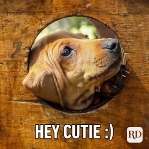 Dog peeks through a circular hole in wooden surface, gazing curiously. Text reads 