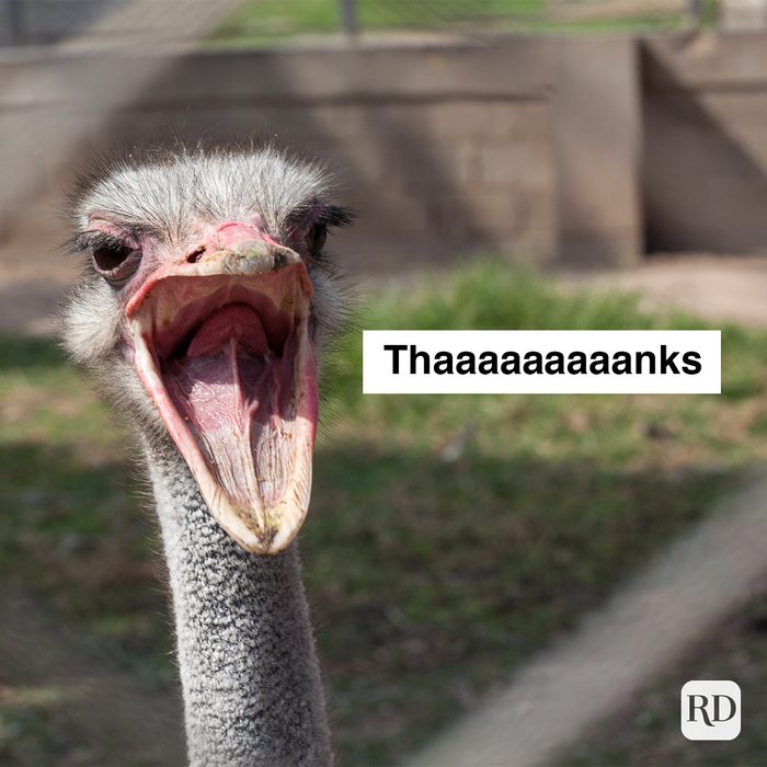 Ostrich with mouth wide open. Meme text: Thaaaaaaaaanks