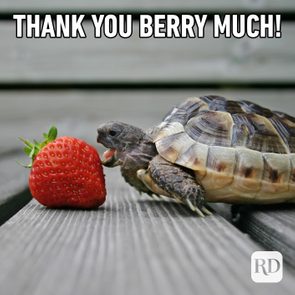 Tortoise approaches a strawberry on wooden planks. Text reads: 