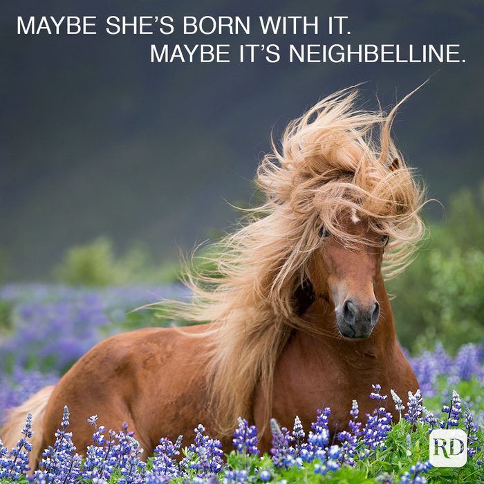 horse with flowing hair in field of flowers