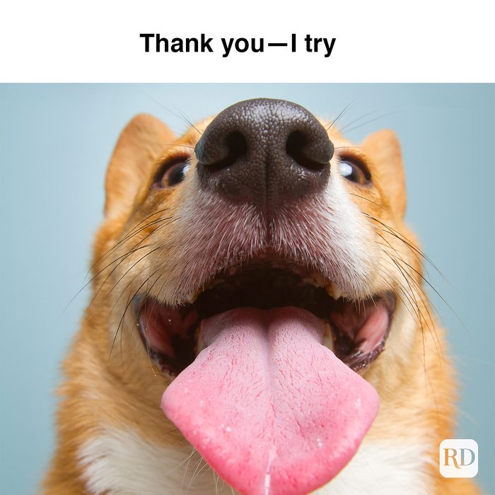 Dog with tongue out close up. Meme text: Thank You–I Try