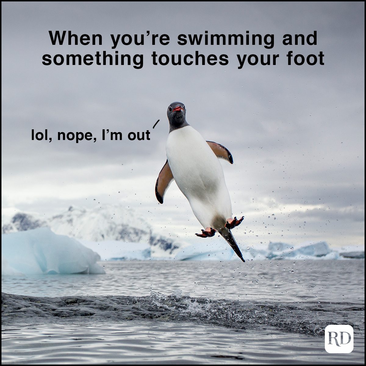 penguin launching out of water