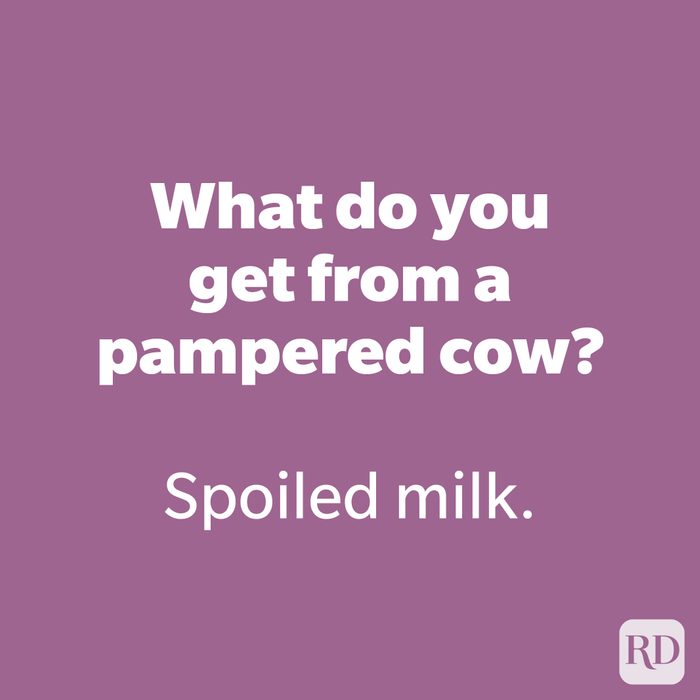 What do you get from a pampered cow?