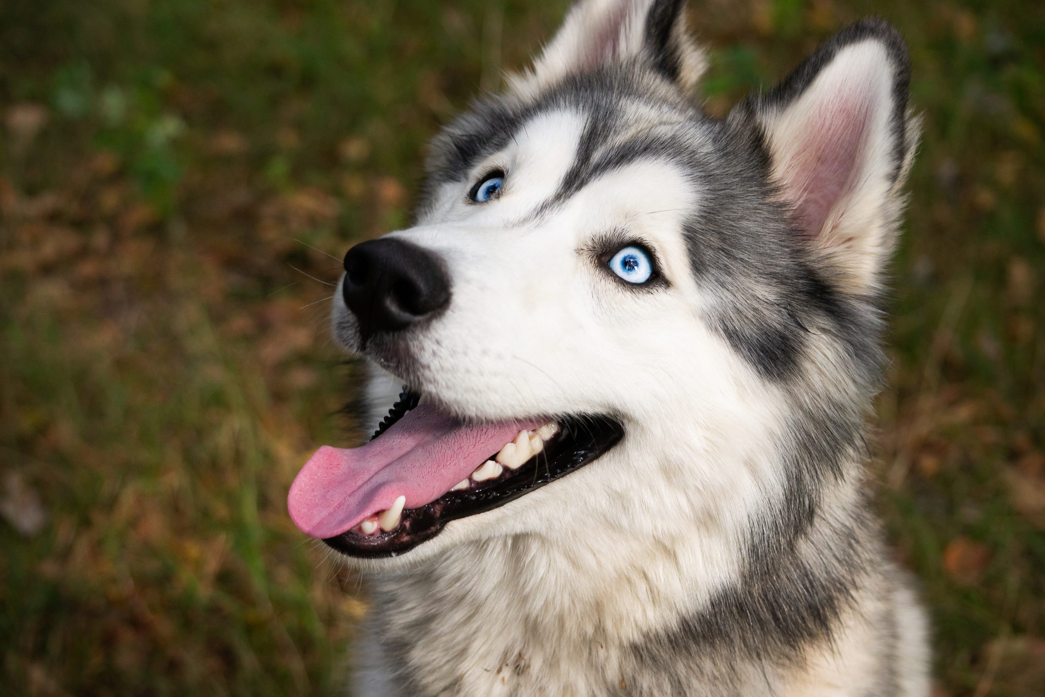Young energetic dog on a walk. Siberian husky.