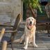 Dining Out with Your Dog: 15 Etiquette Tips to Always Follow