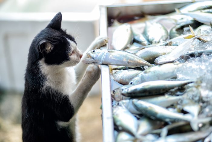 Even cat has a choice