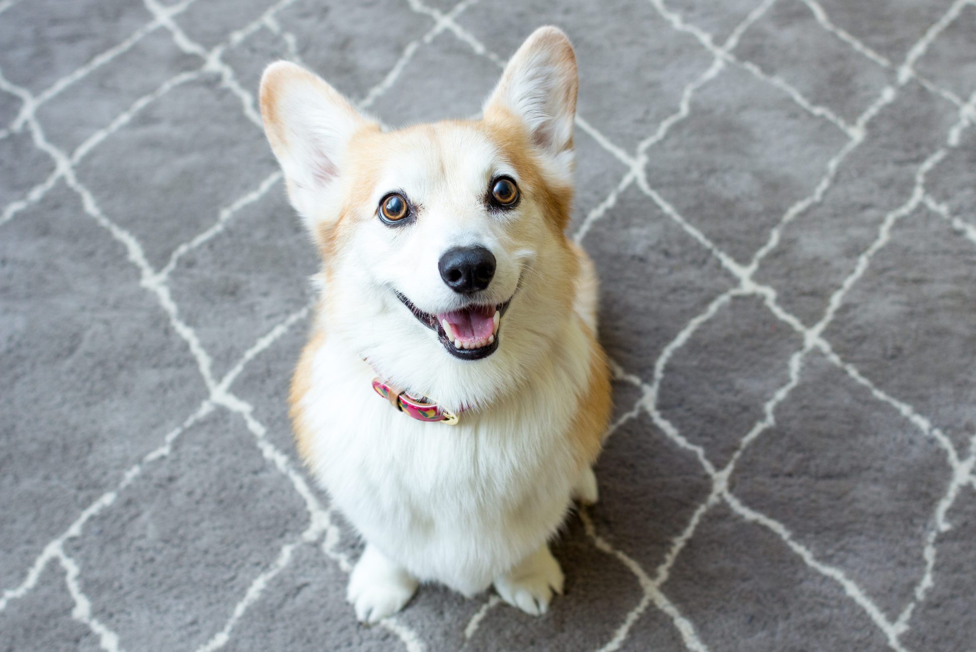 Smiling corgi sitting on rug