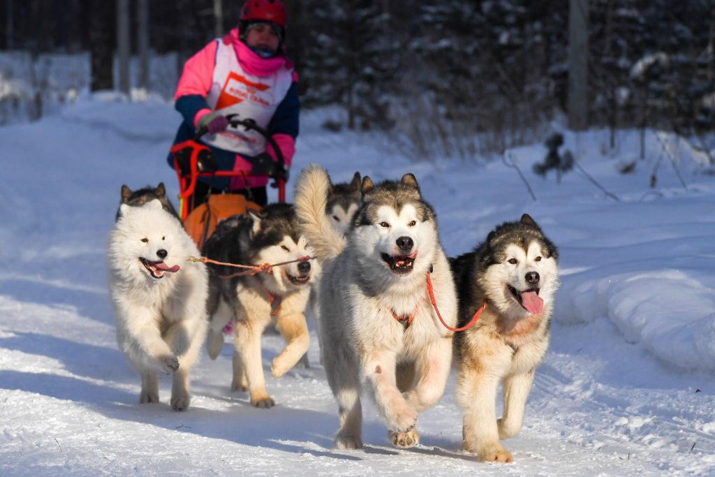 2019 Christmas Ride sled dog race in Novosibirsk Region, Russia