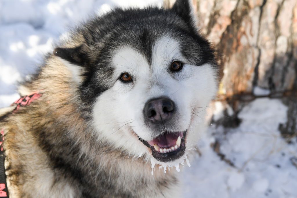 2019 Christmas Ride sled dog race in Novosibirsk Region, Russia