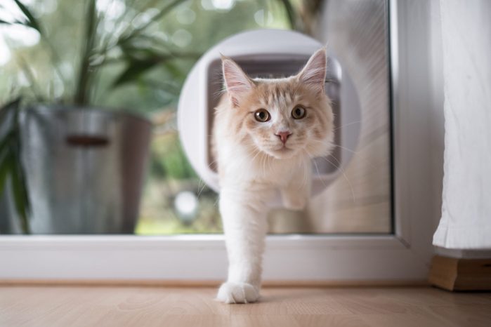 cat passing through cat flap