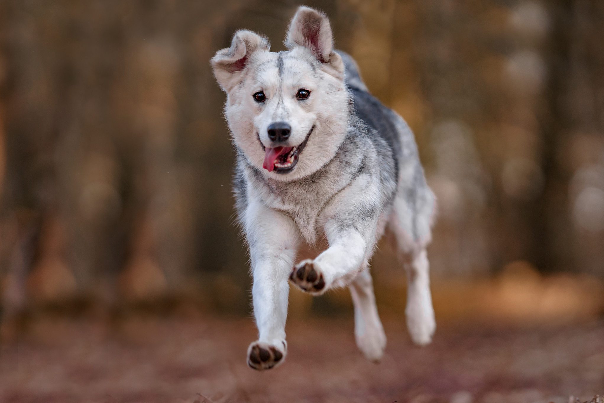 Mixed breed dog portrait