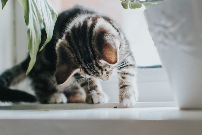 Tabby Kitten playing with a fly.
