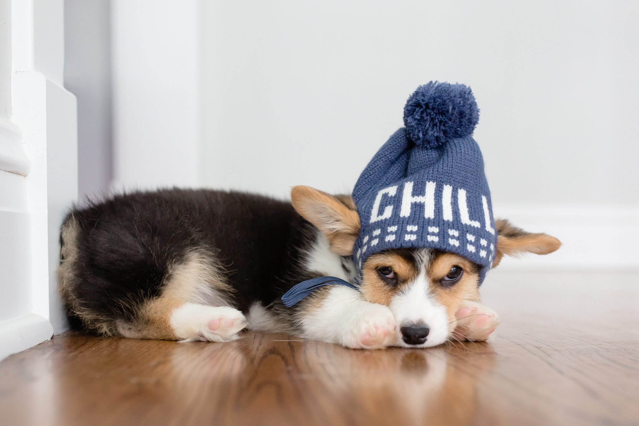 Corgi puppy laying down with hat cute winter hat on