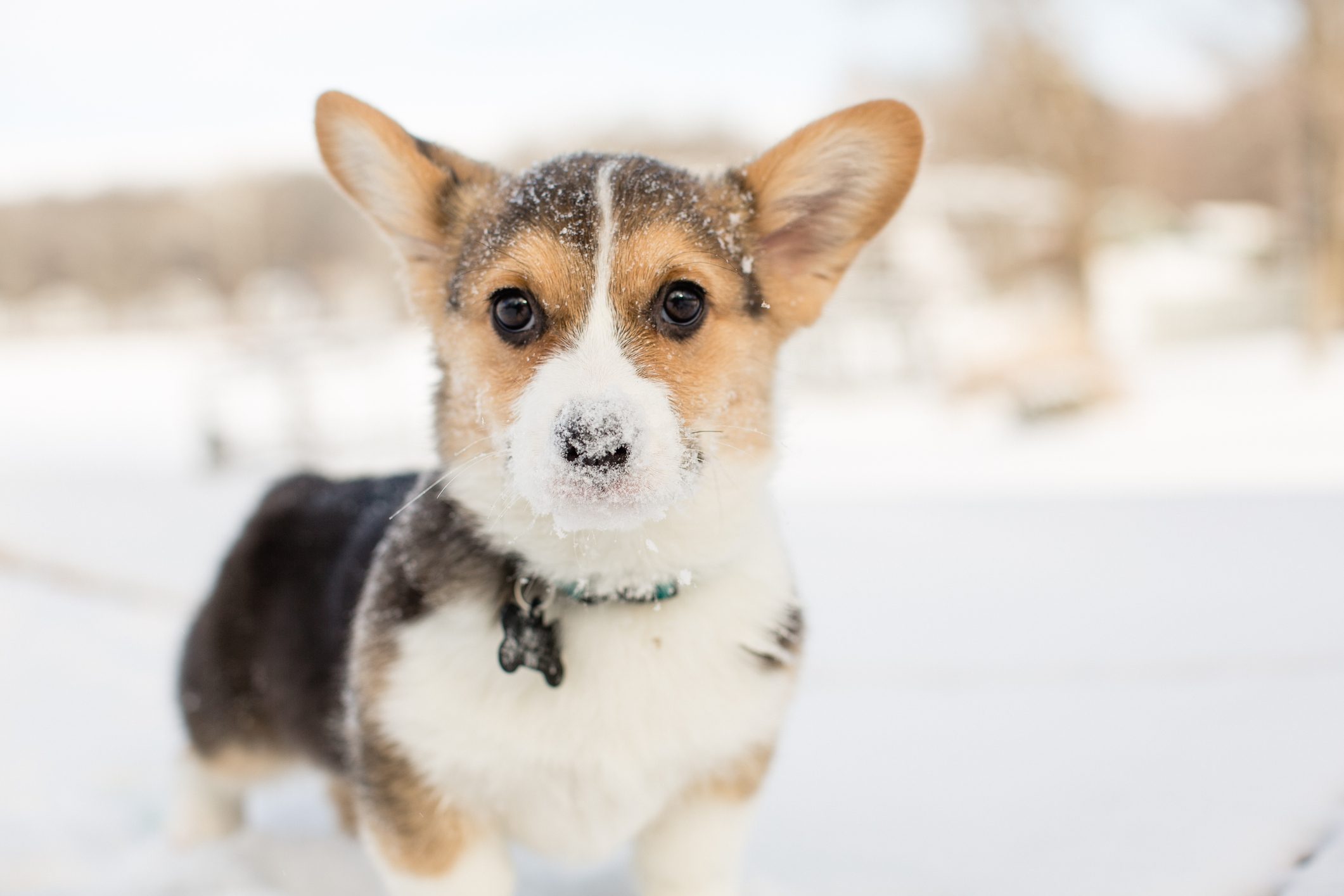Cute tricolor corgi puppy outdoors in winter snow with snow on nose