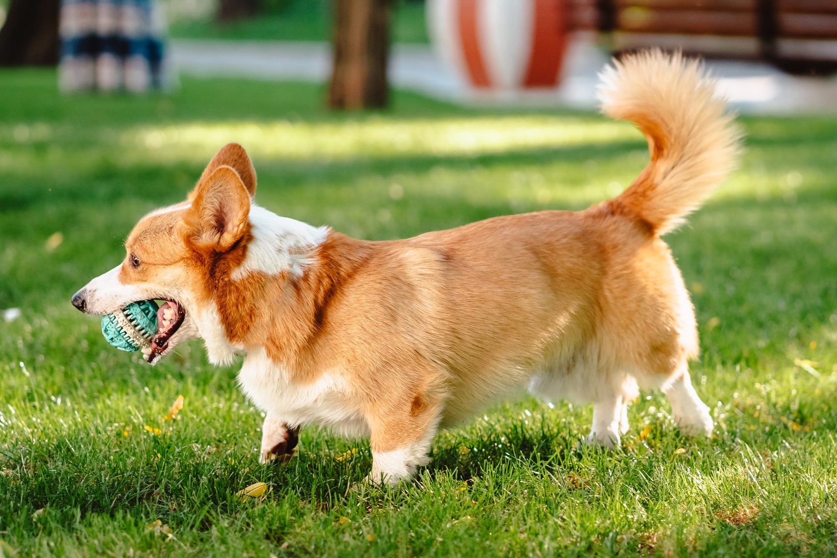 Welsh Corgi Enjoy His Toy On The Lawn
