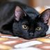 22 Black Cat Breeds You'll Want to Adopt