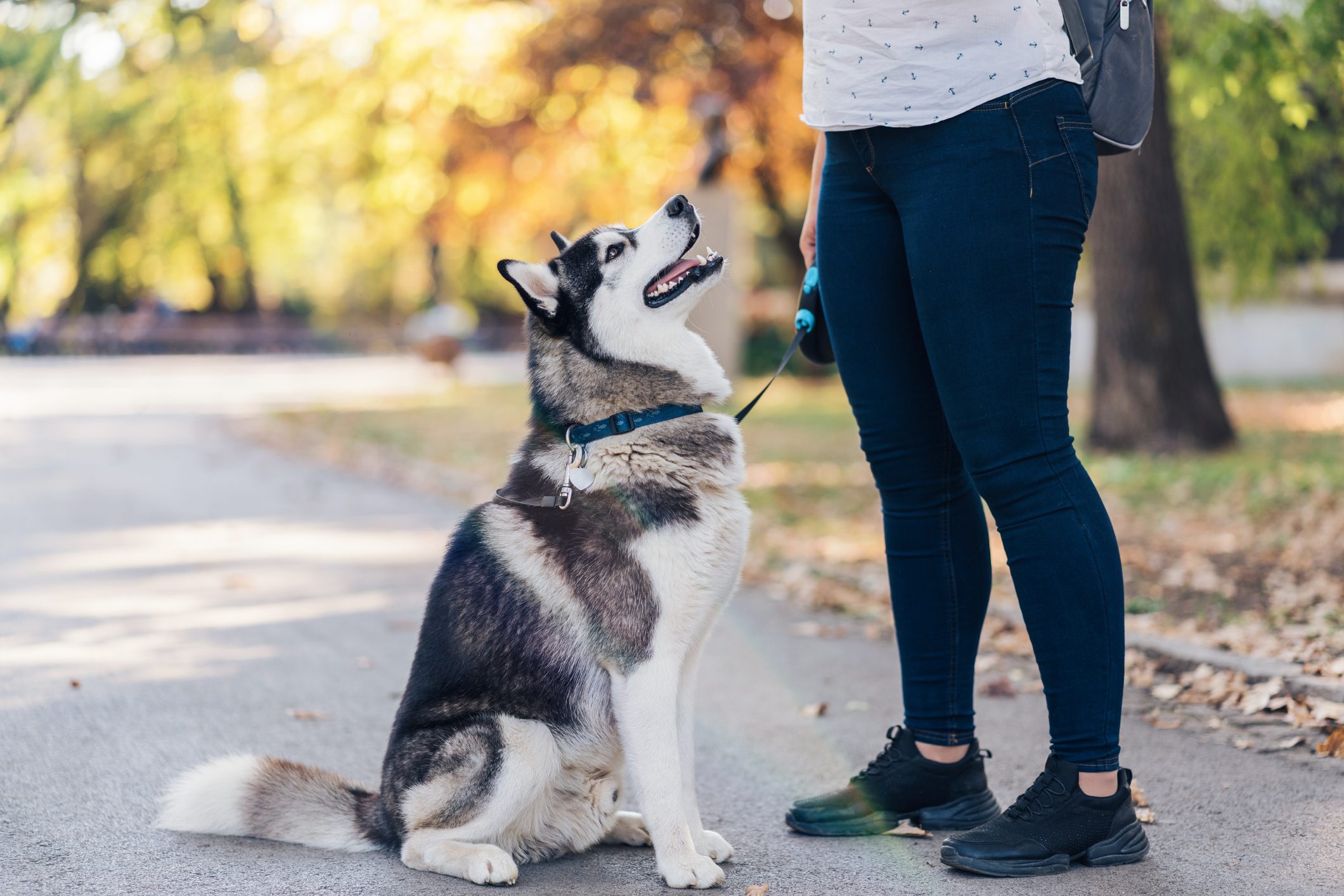 Siberian husky with his owner in the park