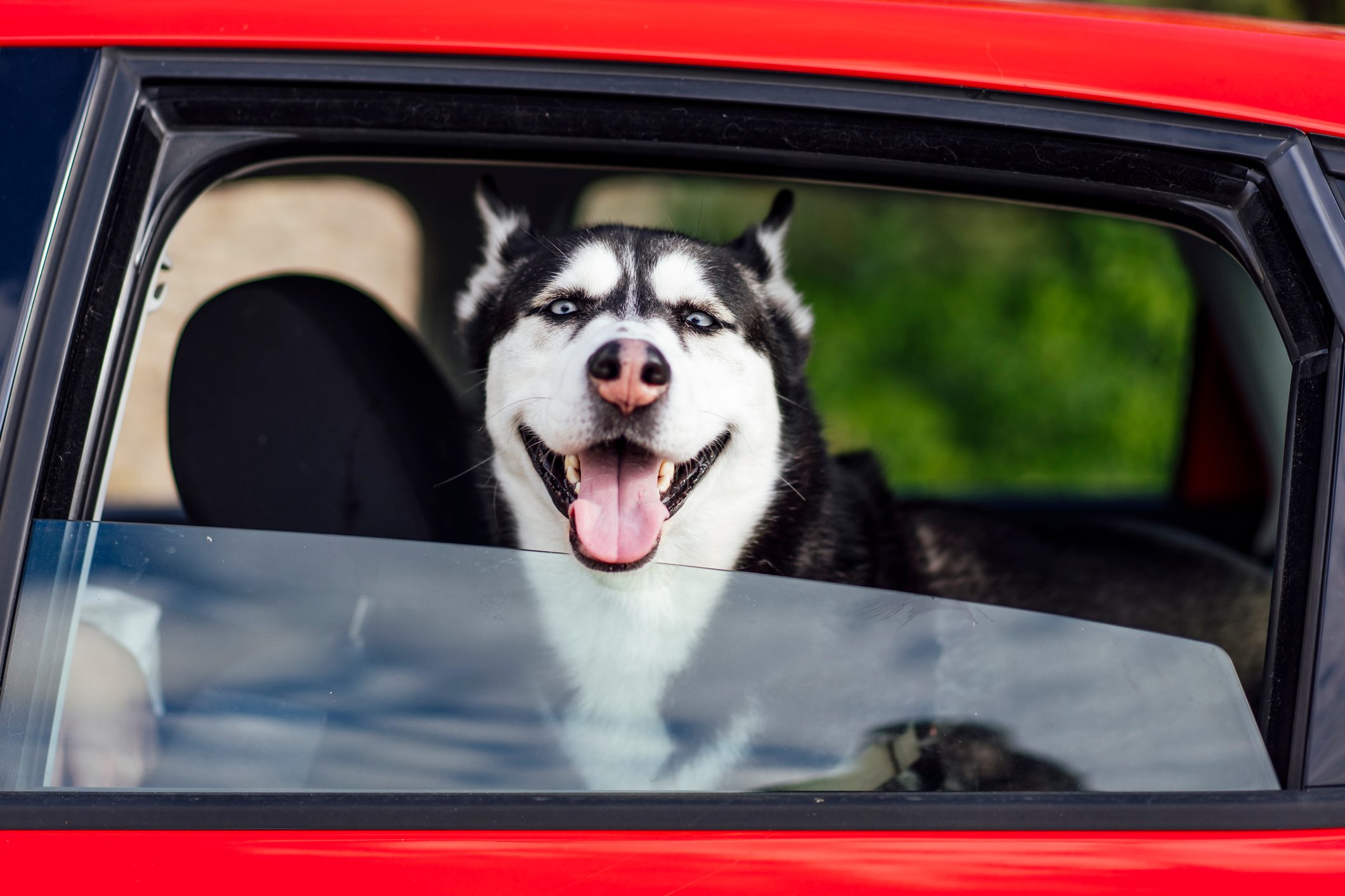 Siberian husky dog peeking out of vehicle window.
