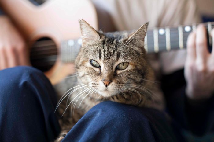Cat and music