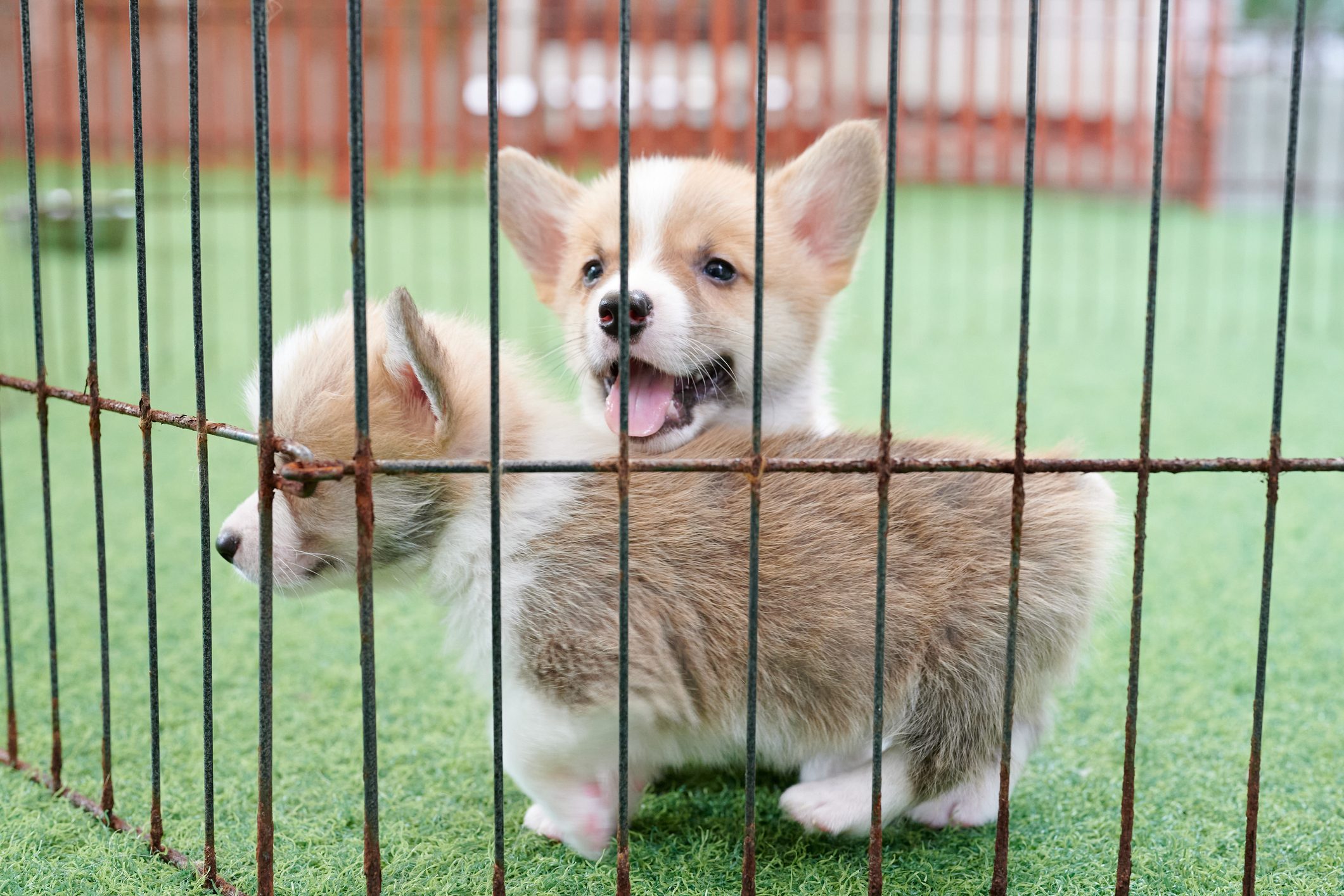 Newborn Corgi Puppy
