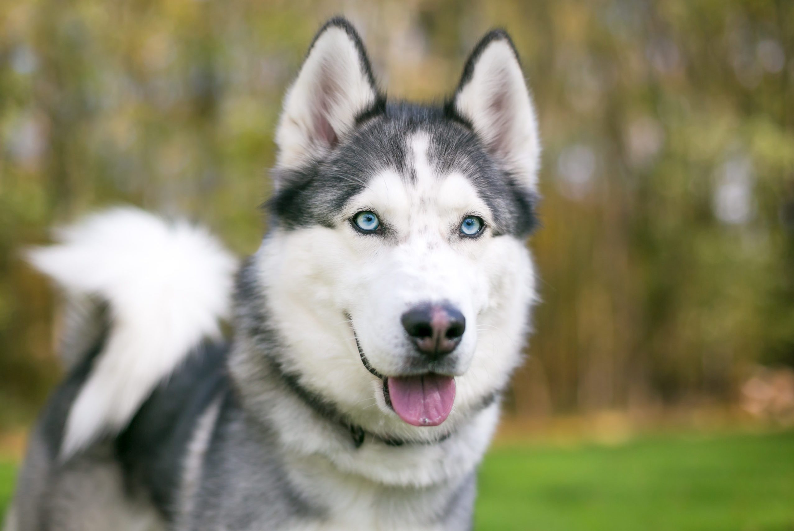 A purebred Siberian Husky dog with blue eyes