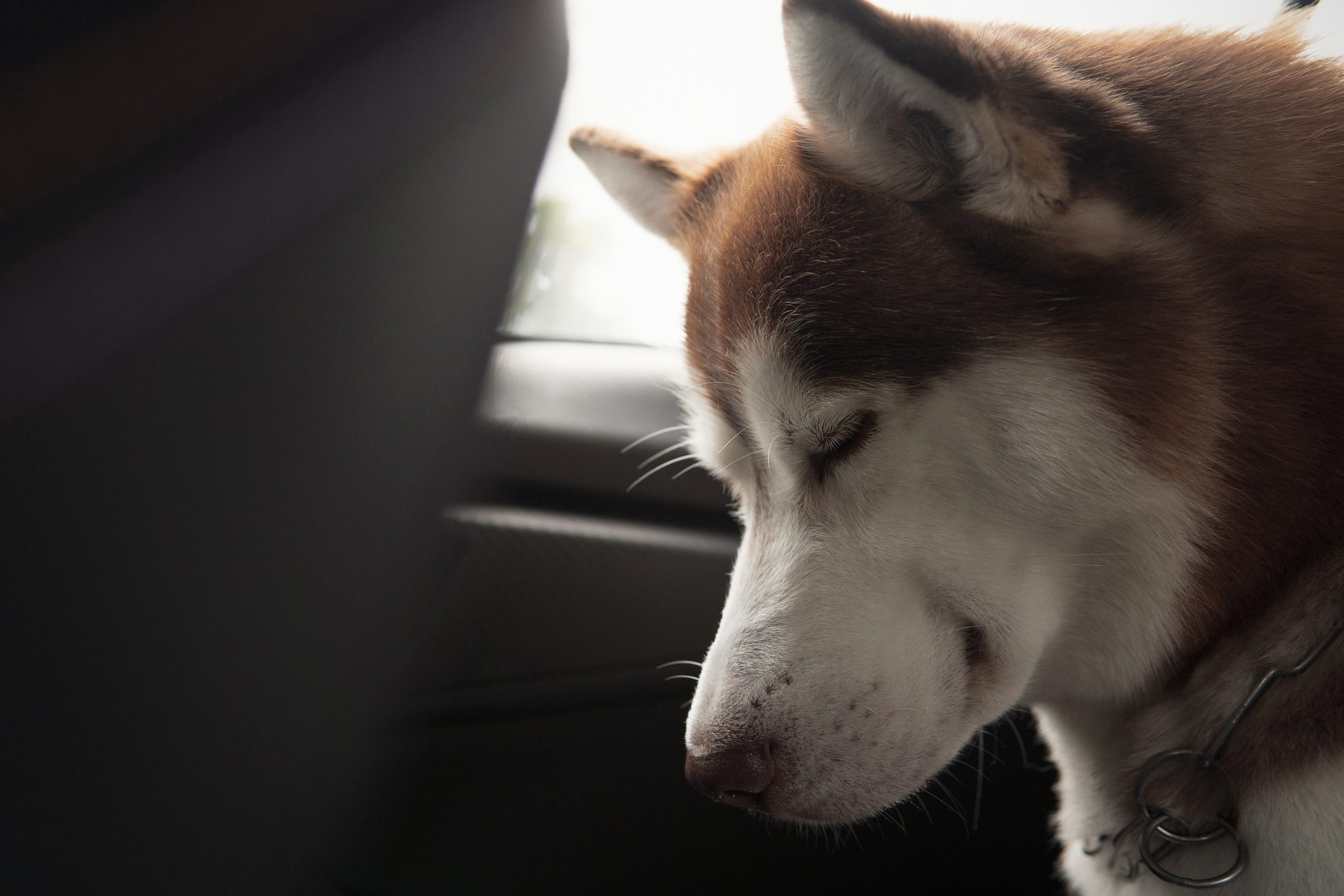 Siberian husky dog sleeping in a car