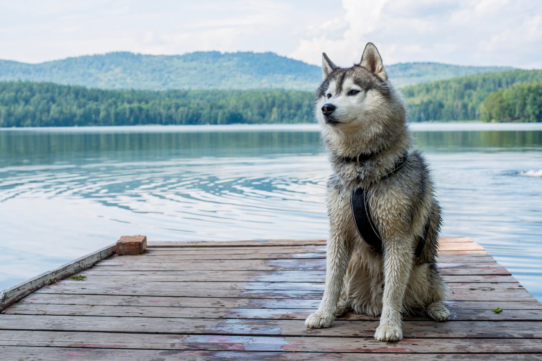 Portrait Of A Dog On A Dock, Kasli, Russia