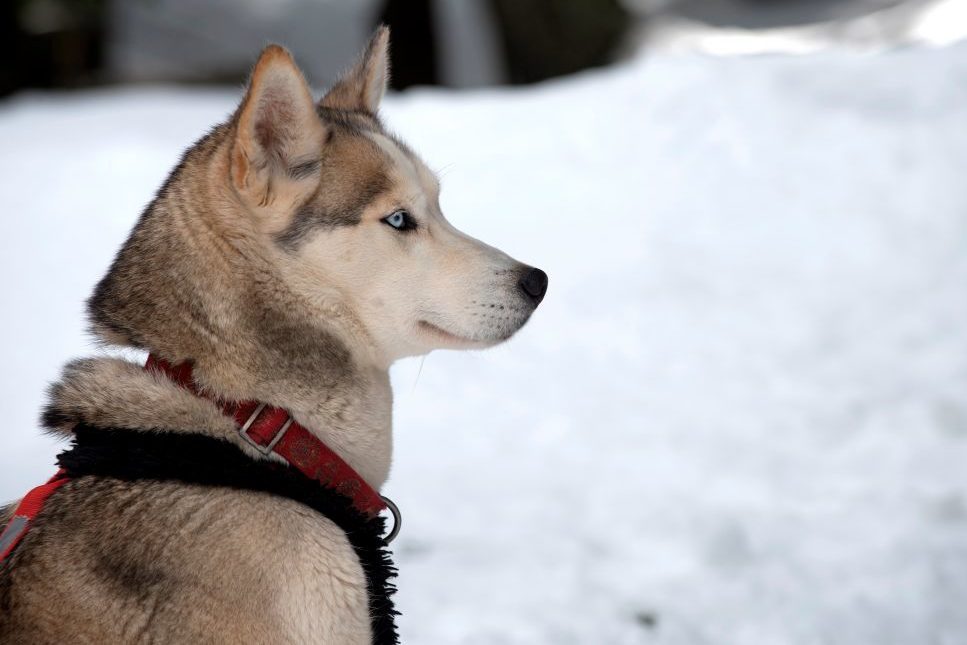 Siberian Husky (Canis familiaris), portrait, sled dog, France.