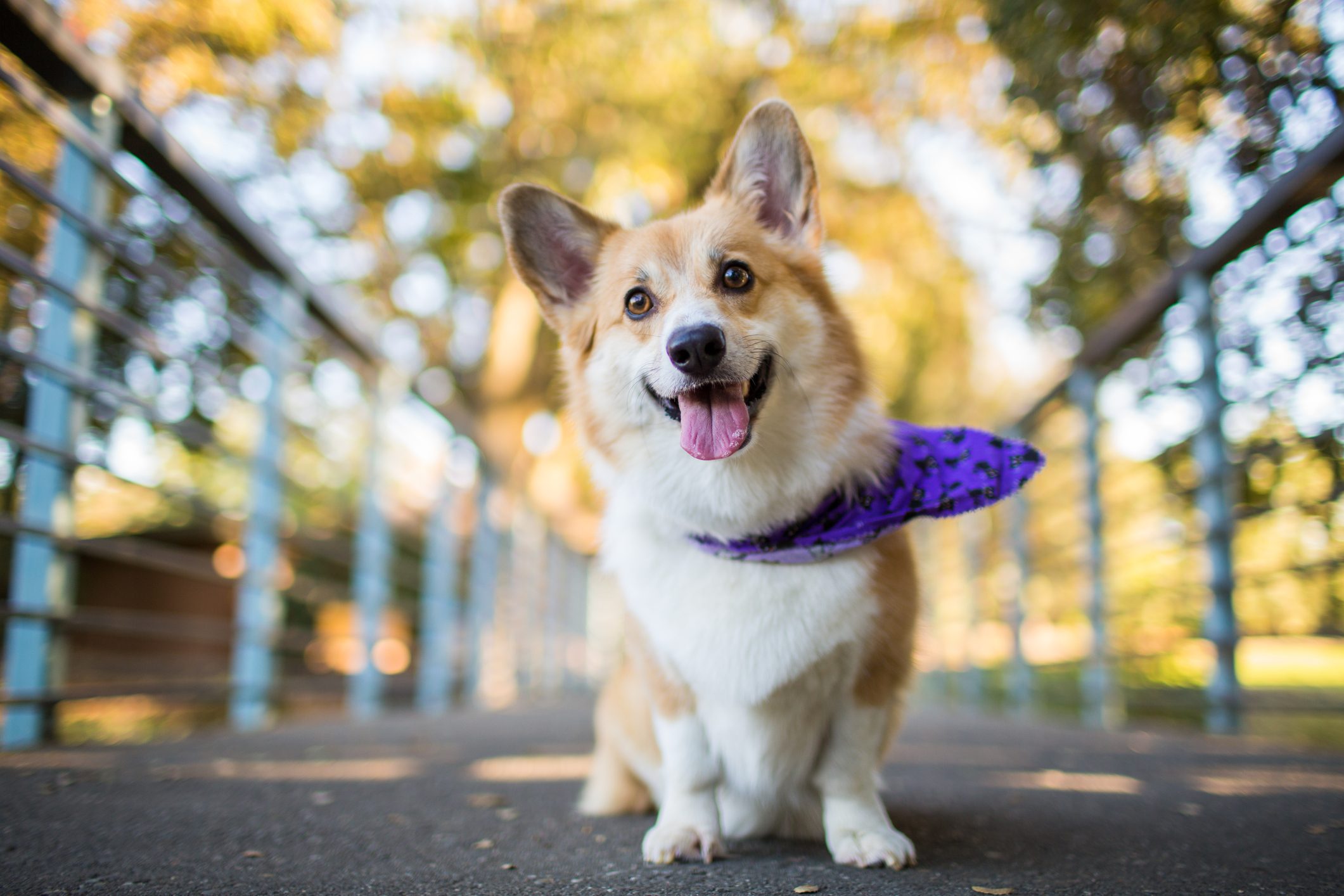 Smiling Dog with Bandana