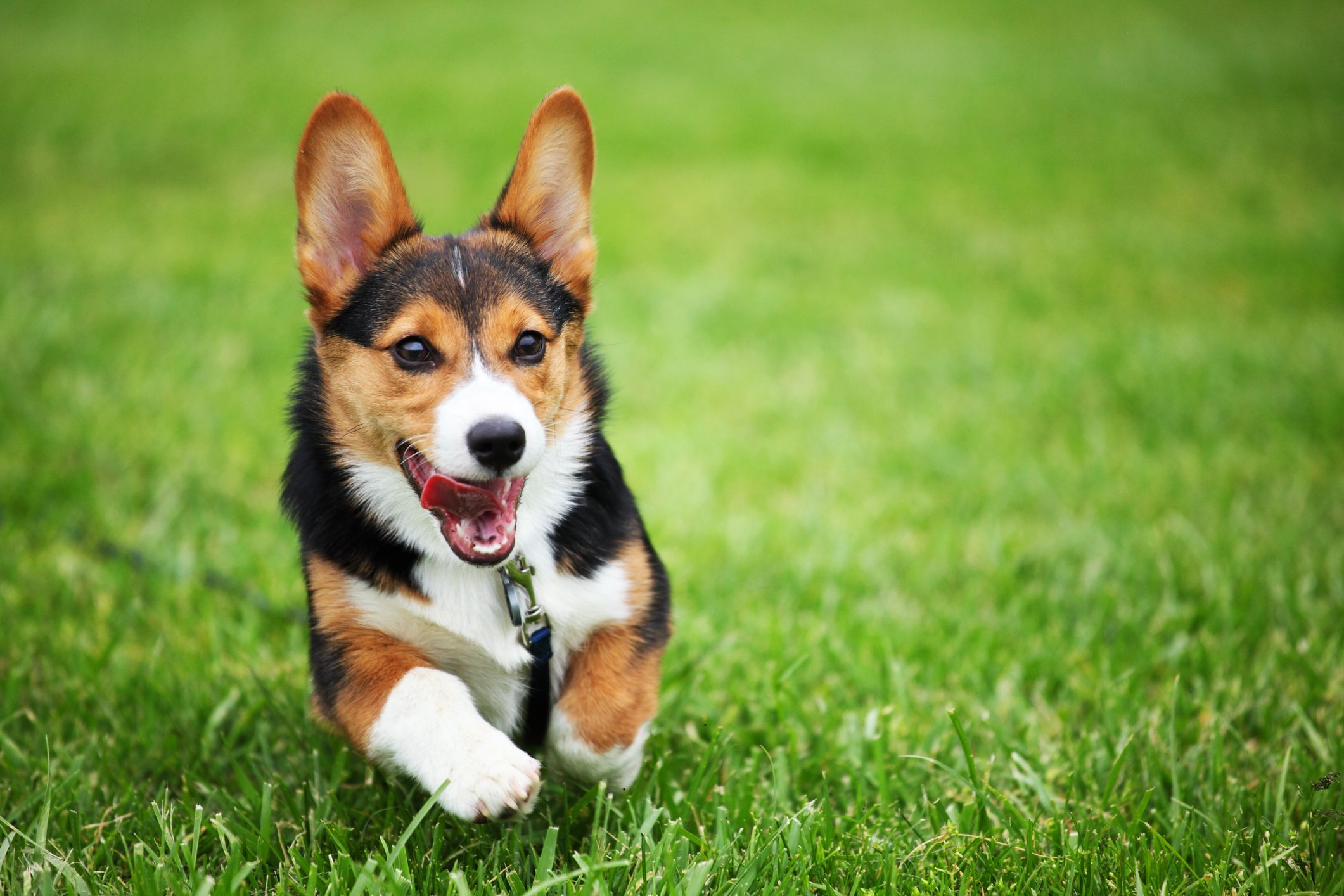 Happy Puppy Running through Grass