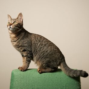 A tabby cat sits attentively on a green textured surface against a plain beige background.