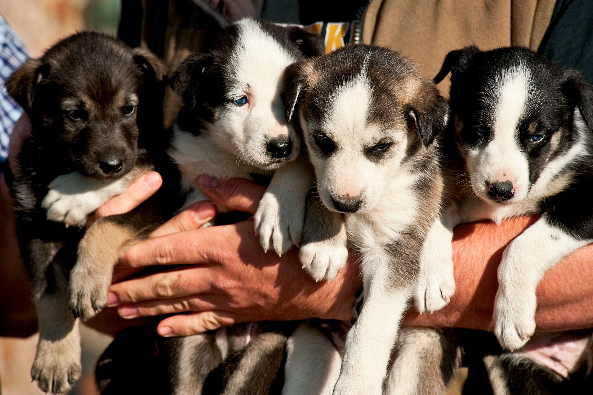 Alaskan Huskey puppies...