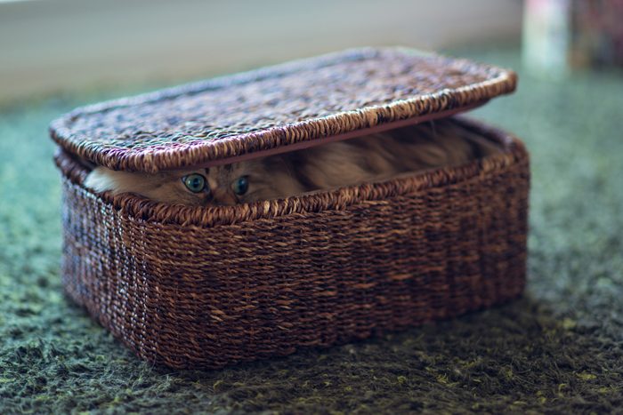 Persian cat in brown basket on green carpet