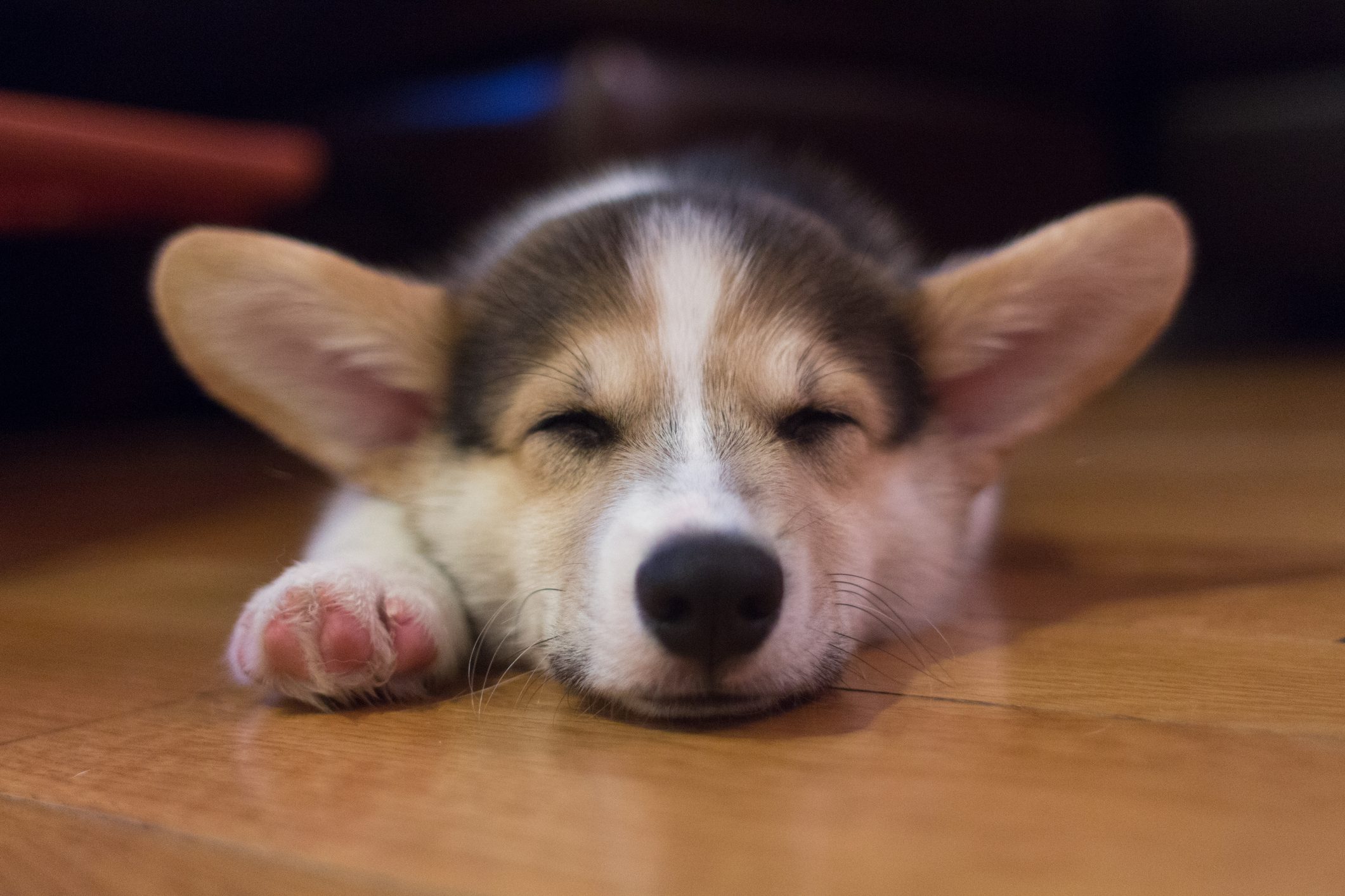 Pembroke Welsh Corgi Puppy Sleeping