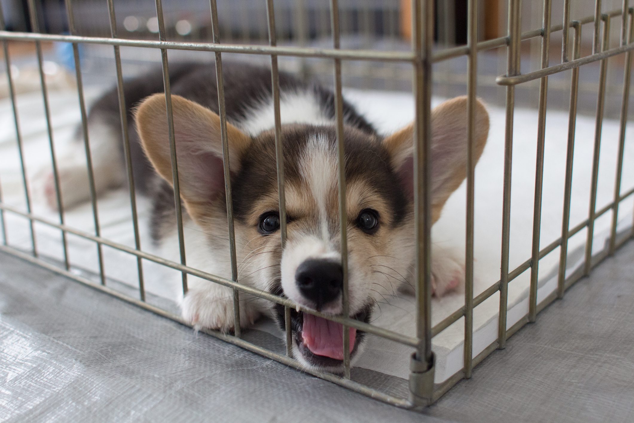 Corgi puppy snarling at camera
