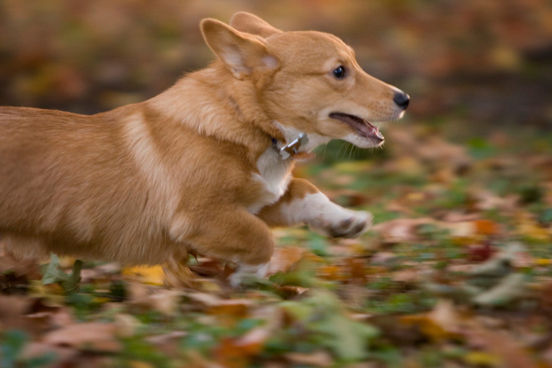 Running corgi puppy