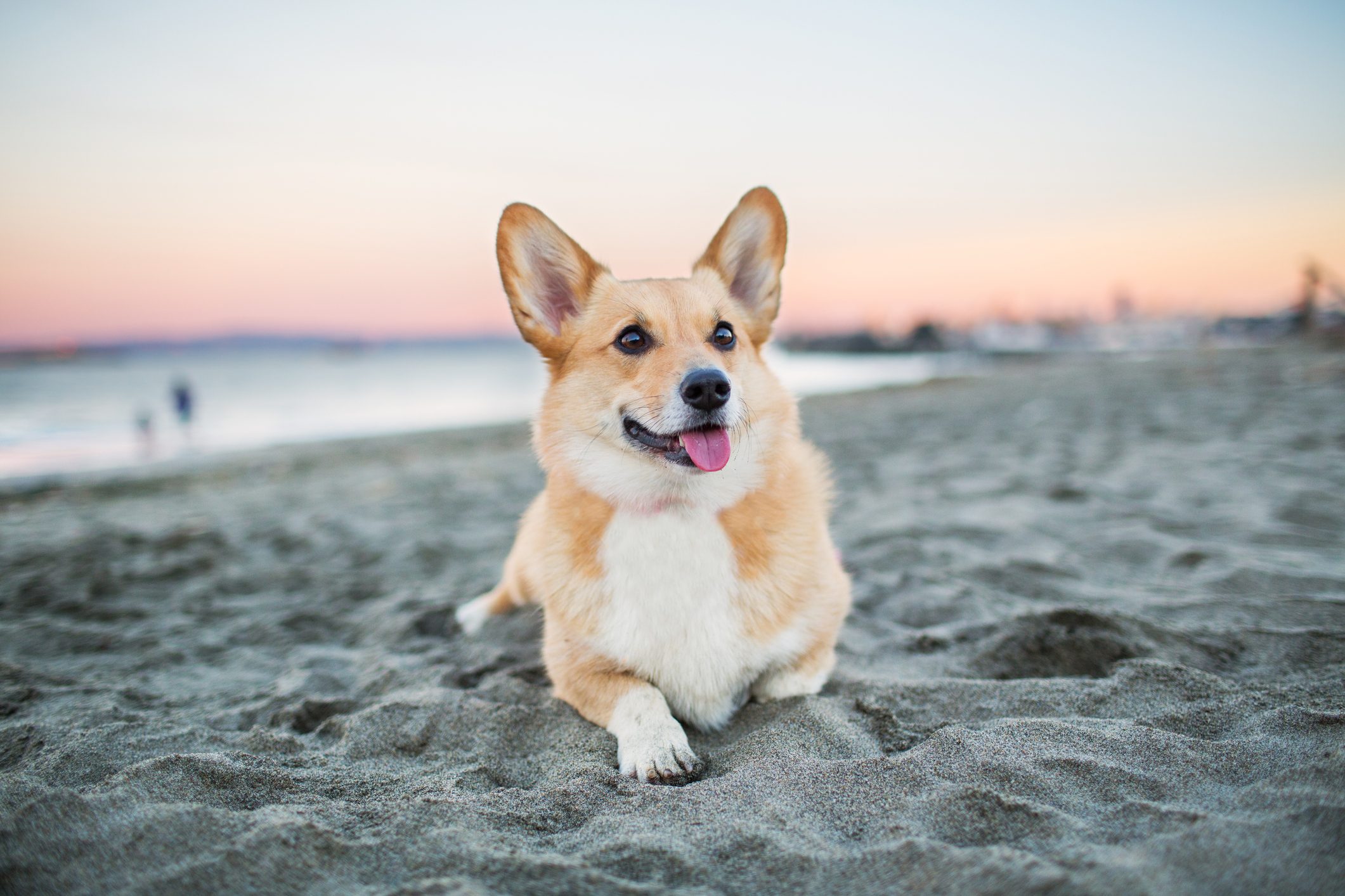 Dog Relaxing on Beach at Sunset